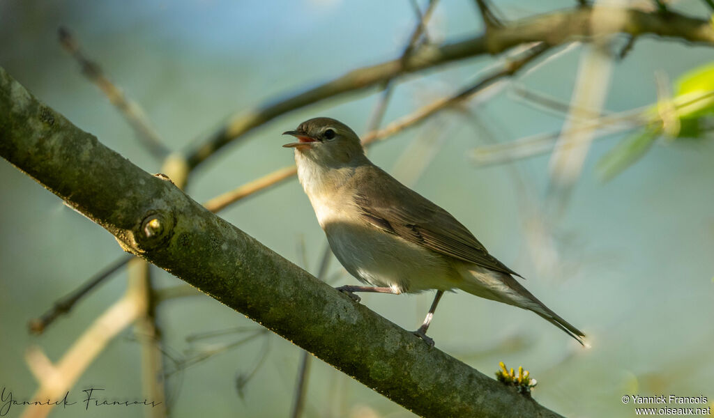 Garden Warbleradult, identification, aspect, song