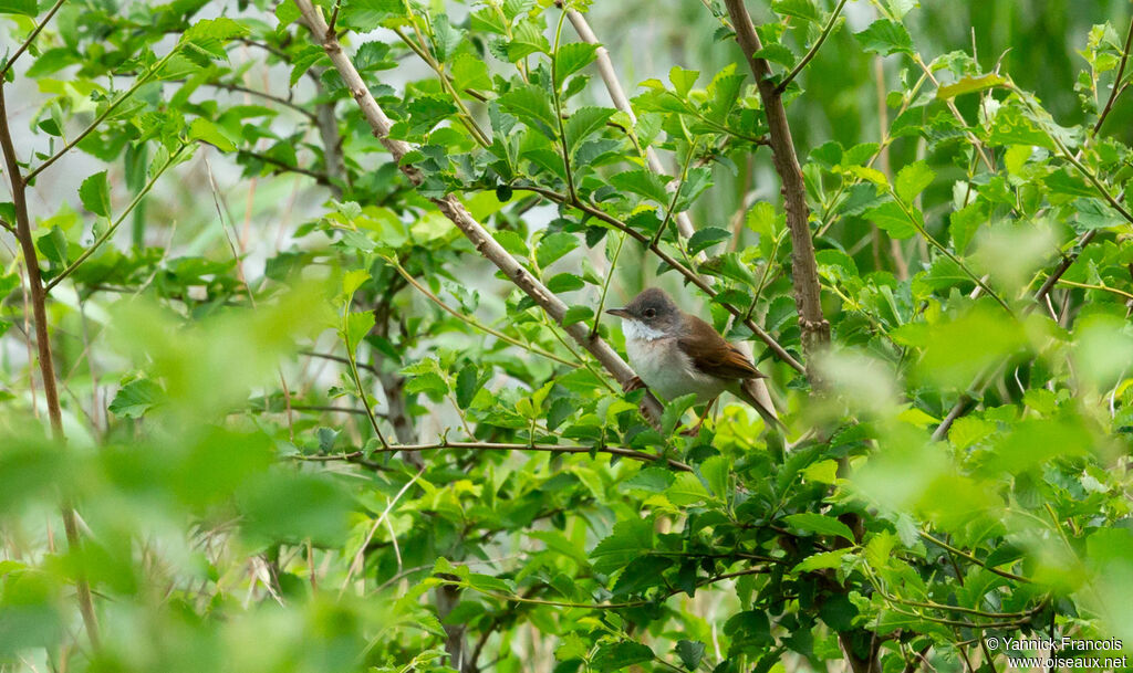 Fauvette grisette mâle adulte, habitat, composition