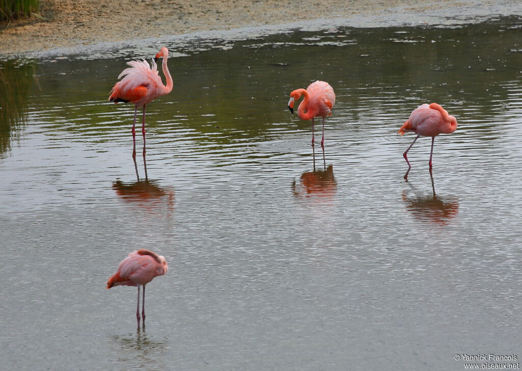 Flamant des Caraïbesadulte, habitat, composition, Comportement