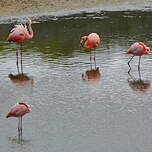 Flamant des Caraïbes