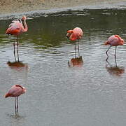 Flamant des Caraïbes