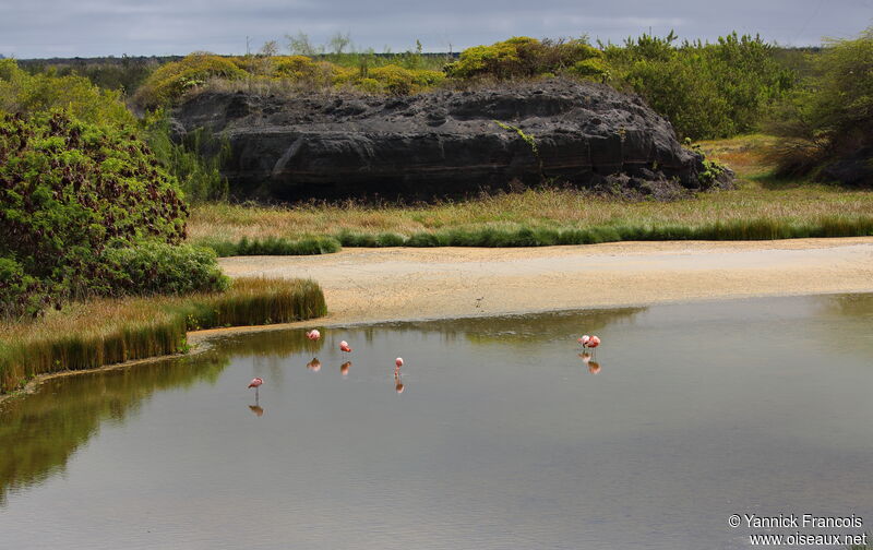 American Flamingoadult, habitat, Behaviour