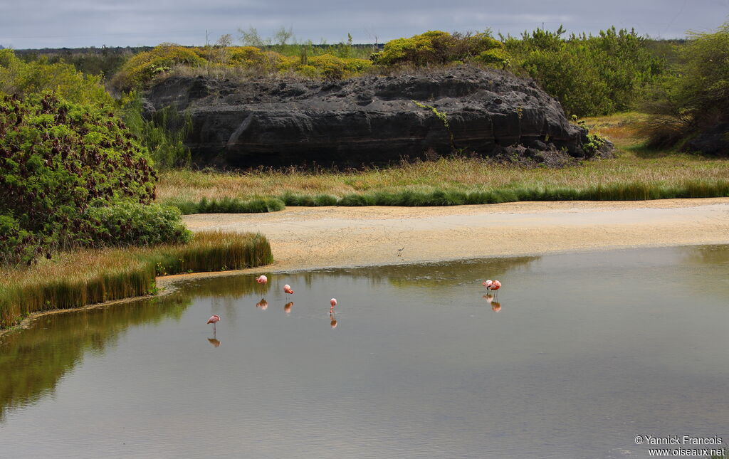 Flamant des Caraïbesadulte, habitat, Comportement