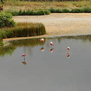 American Flamingo