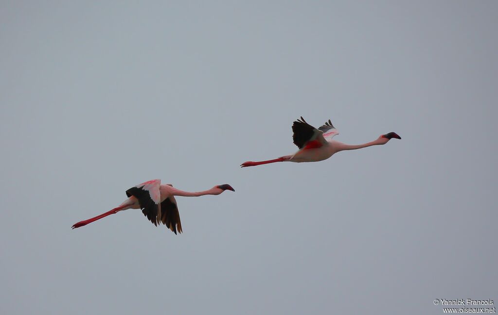 Flamant nainadulte, composition, Vol