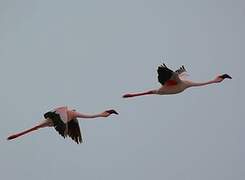 Lesser Flamingo