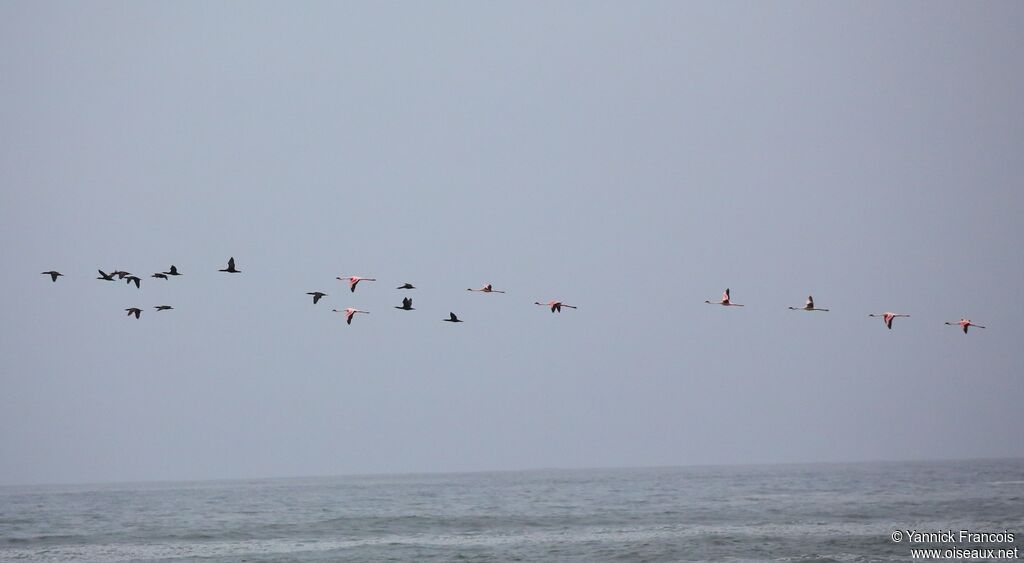 Lesser Flamingoadult, Flight