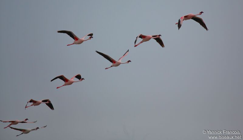 Lesser Flamingoadult, aspect, Flight