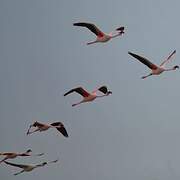 Lesser Flamingo