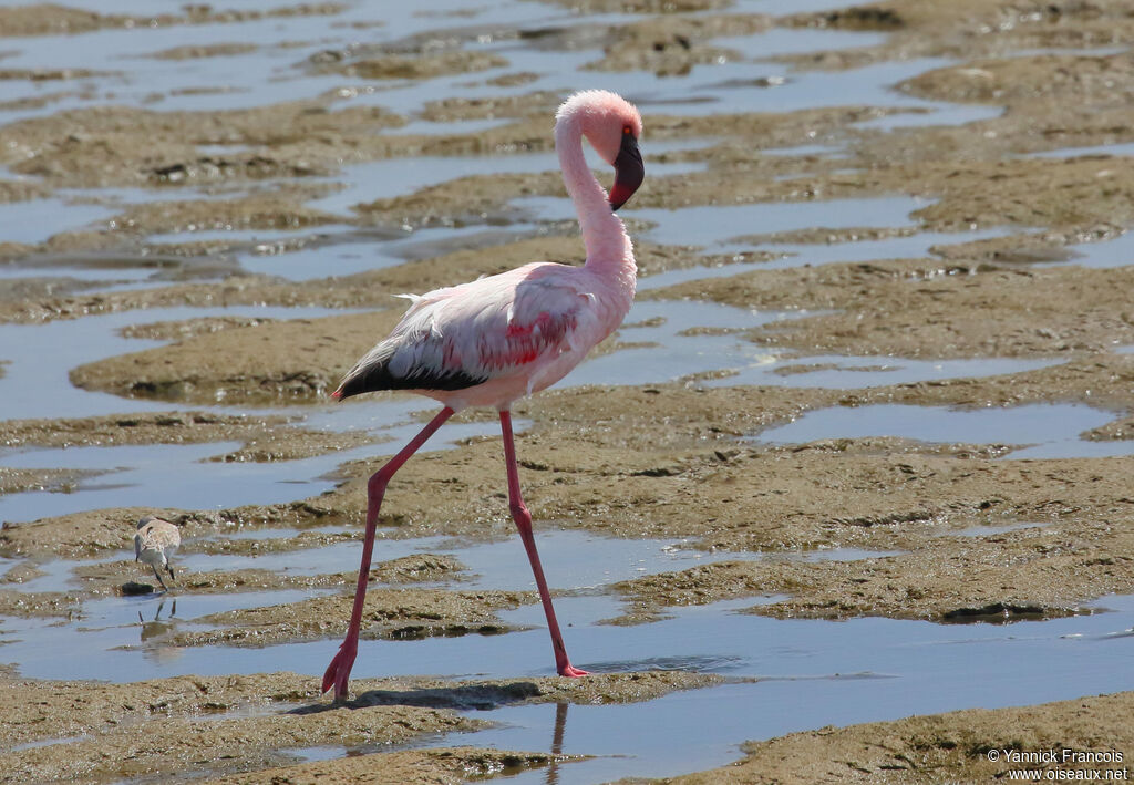 Lesser Flamingoadult, identification, aspect