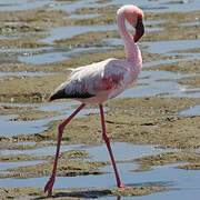 Lesser Flamingo