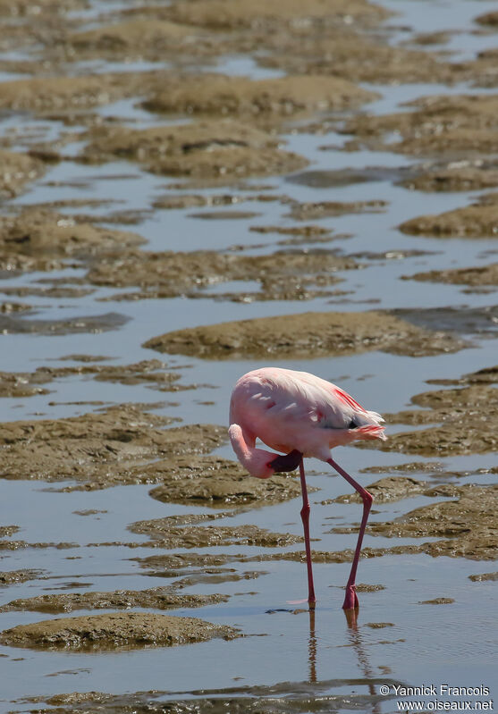 Lesser Flamingoadult, habitat, aspect