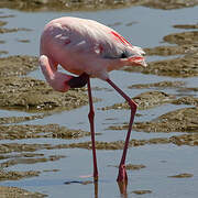 Lesser Flamingo