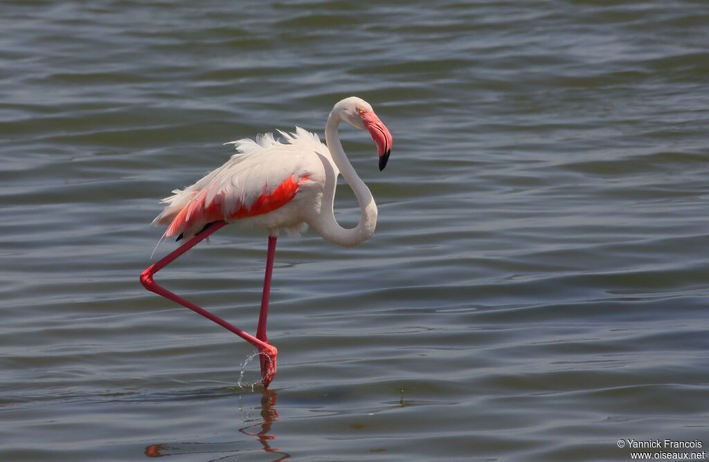 Flamant roseadulte, identification, composition, marche