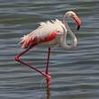 Flamant rose