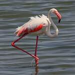 Flamant rose