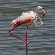 Greater Flamingo