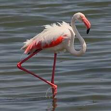 Flamant rose