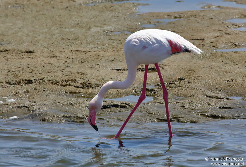 Greater Flamingoadult, habitat, aspect, walking