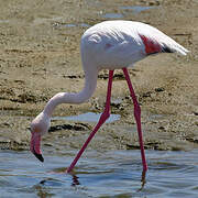 Greater Flamingo