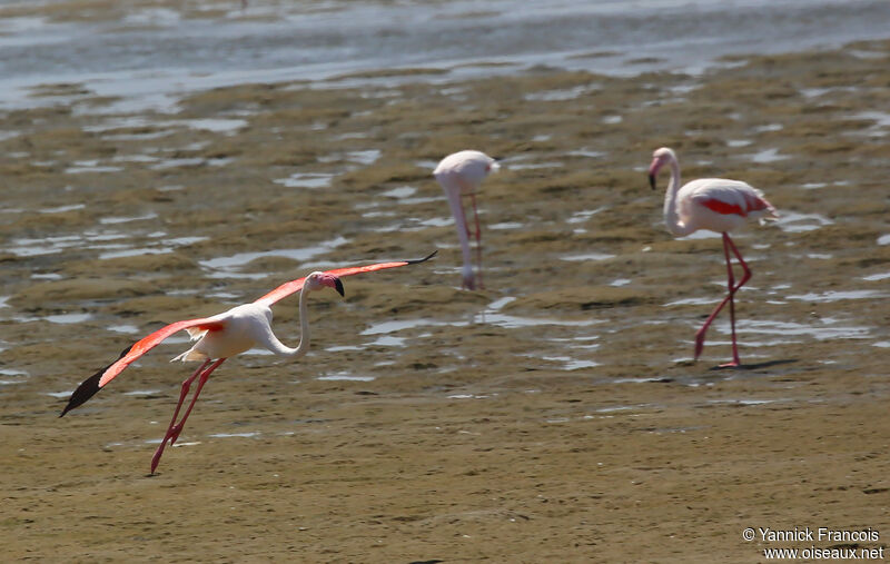 Greater Flamingoadult, aspect, Flight
