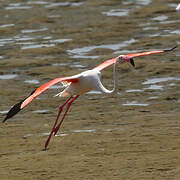 Greater Flamingo