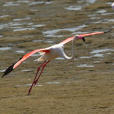 Flamant rose