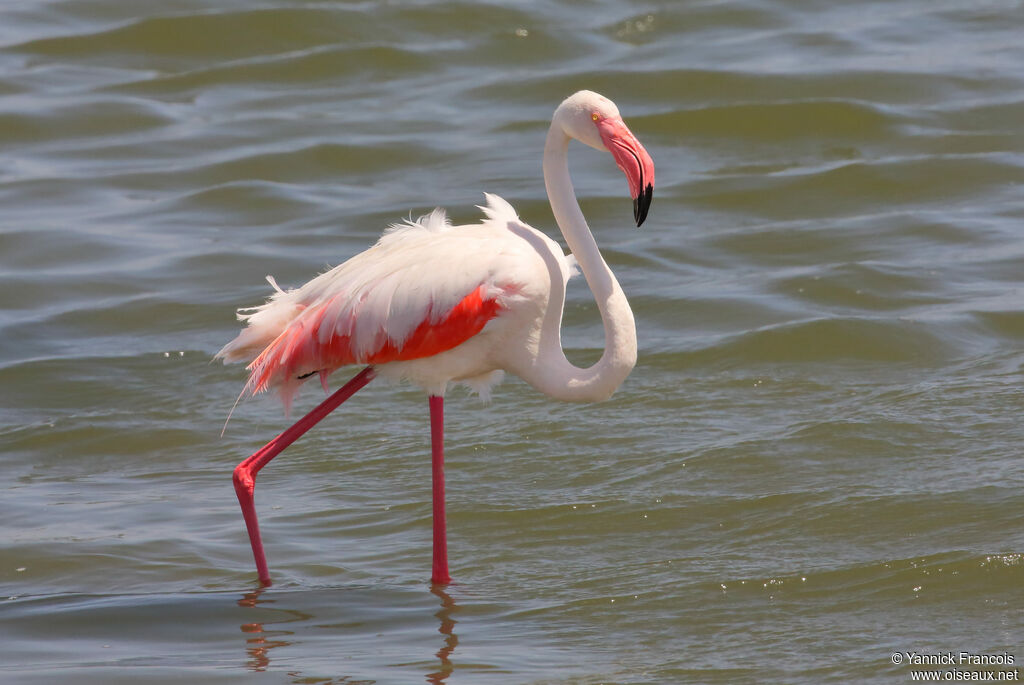 Greater Flamingoadult, identification, aspect, walking