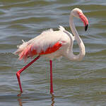 Flamant rose