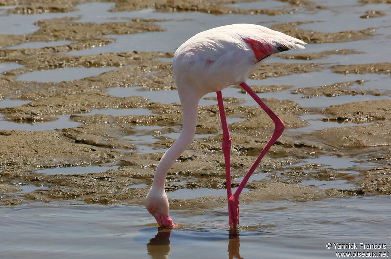 Greater Flamingoadult, identification, aspect, eats