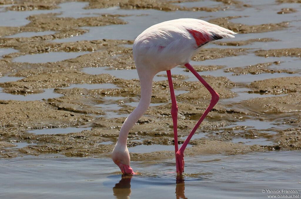 Flamant roseadulte, identification, composition, mange