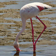 Flamant rose