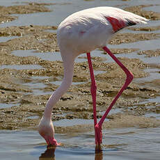 Flamant rose