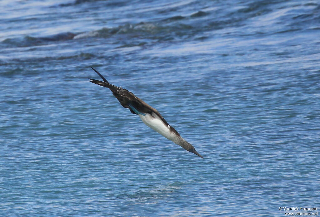 Blue-footed Boobyadult, aspect, Flight, fishing/hunting