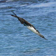 Blue-footed Booby