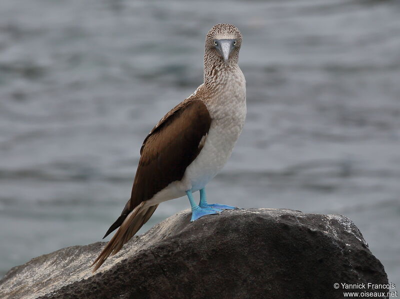 Blue-footed Boobyadult, identification, aspect