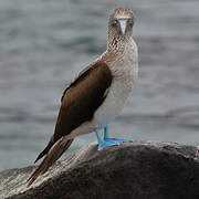 Blue-footed Booby