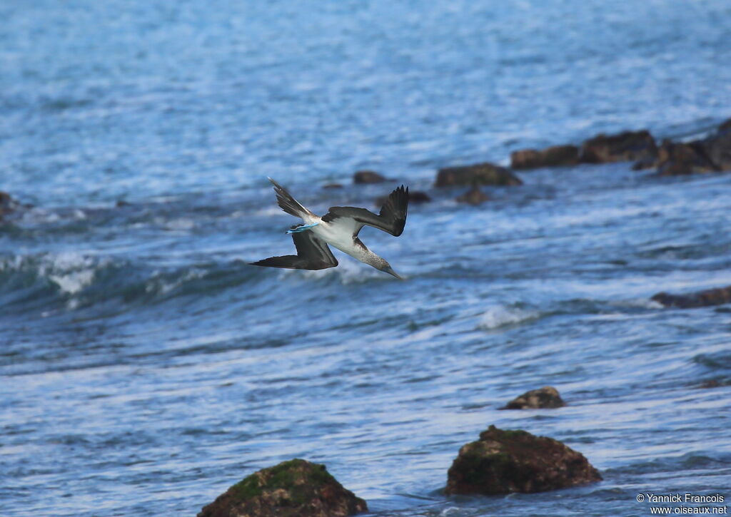 Blue-footed Boobyadult, aspect, Flight, fishing/hunting