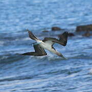 Blue-footed Booby