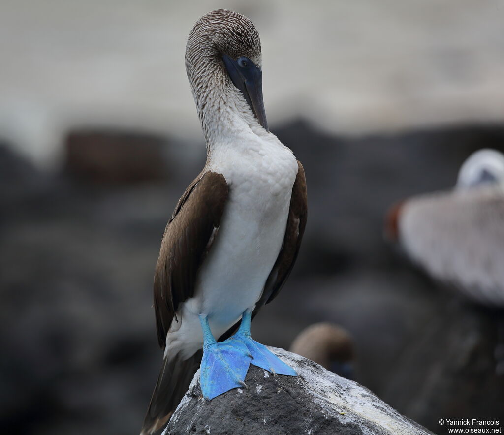 Blue-footed Boobyadult, identification, aspect, Behaviour