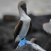 Blue-footed Booby