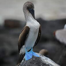 Fou à pieds bleus