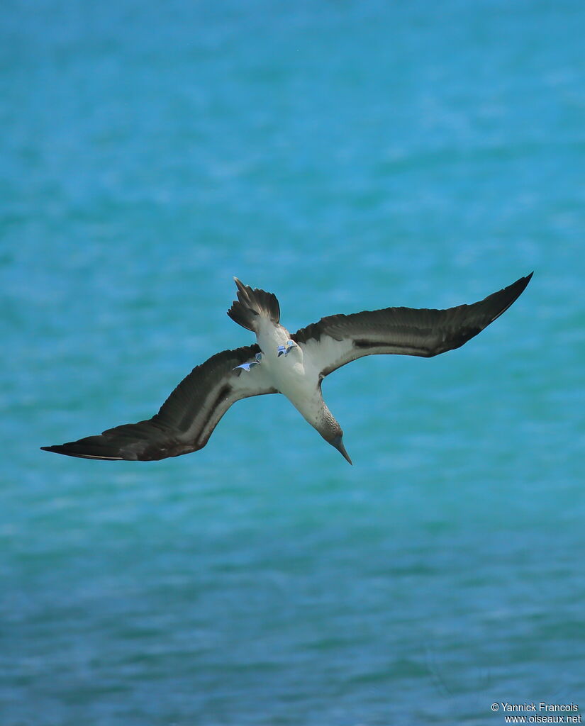 Blue-footed Boobyadult, aspect, Flight, fishing/hunting