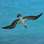 Blue-footed Booby