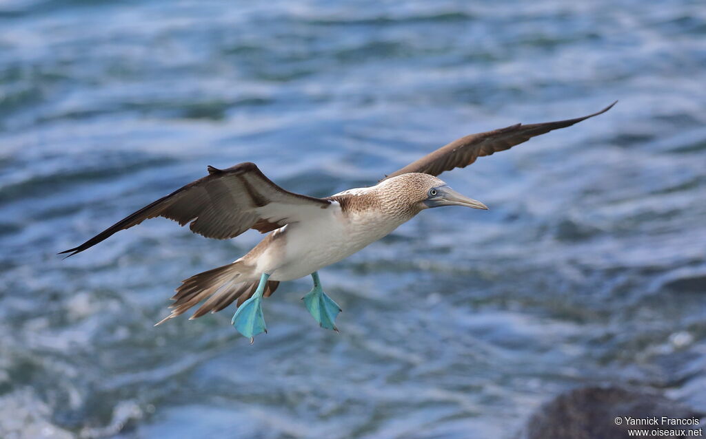 Blue-footed Boobyadult, aspect, Flight