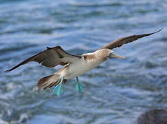 Fou à pieds bleus