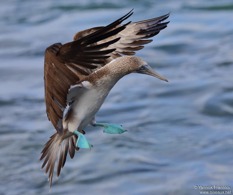 Blue-footed Boobyadult, aspect, Flight