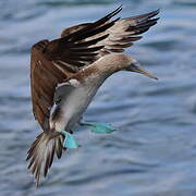 Blue-footed Booby