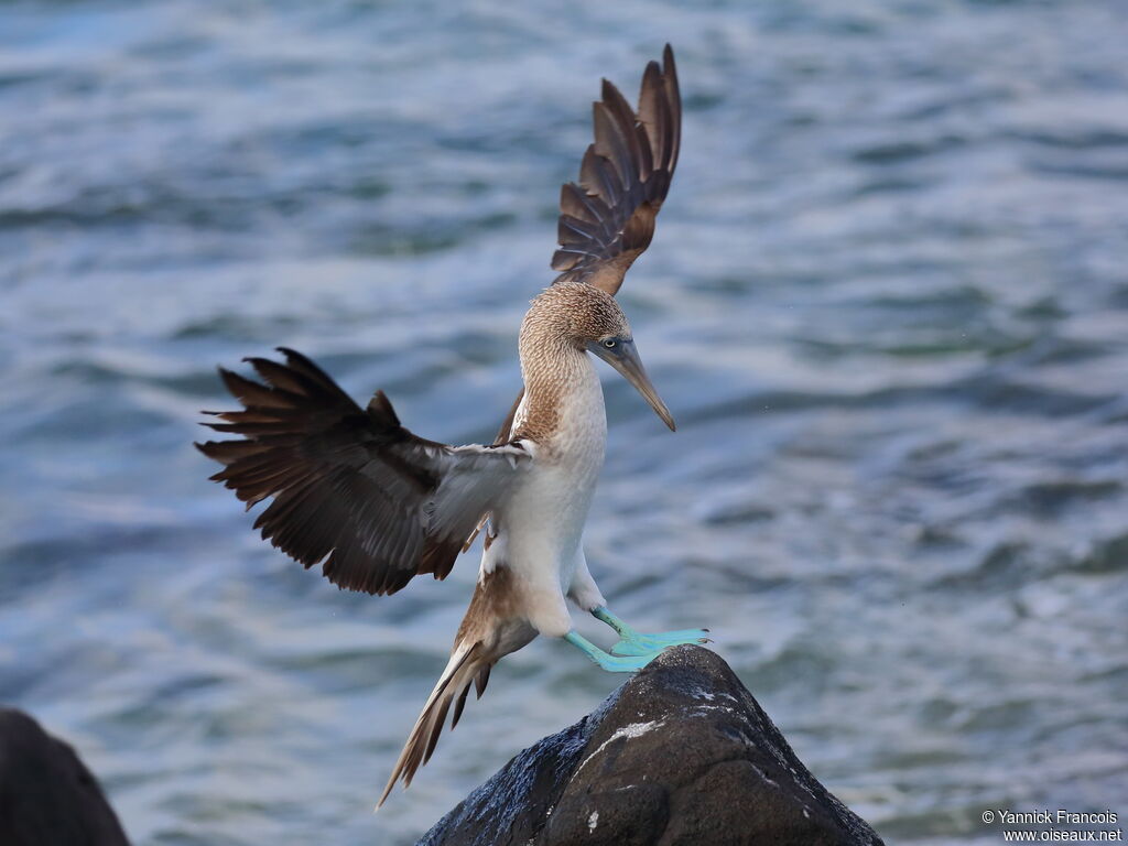 Blue-footed Boobyadult, identification, aspect