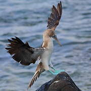 Blue-footed Booby